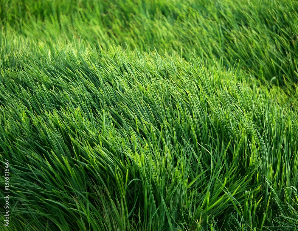 Background of a green grass Background of a green grass