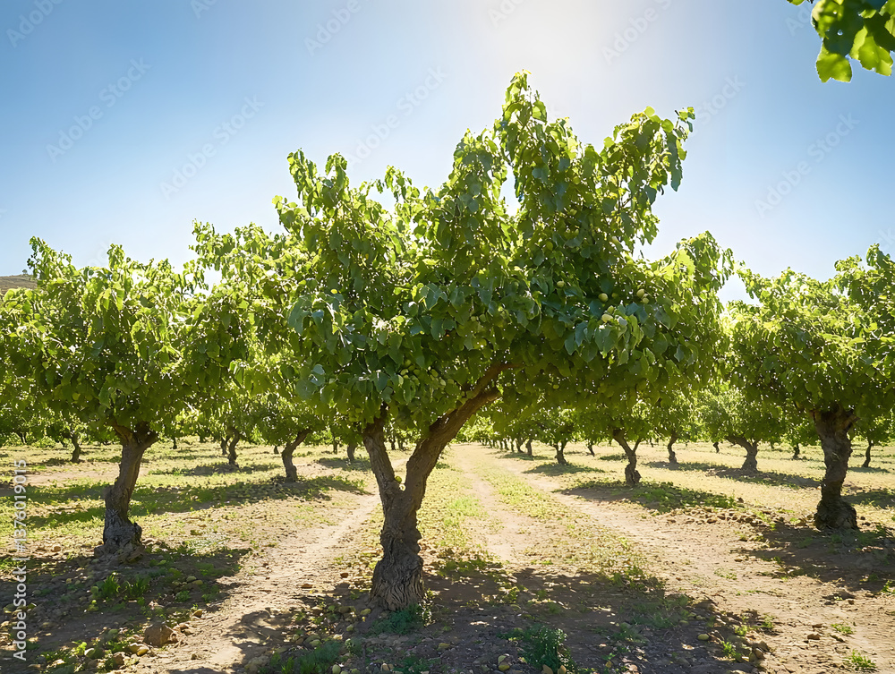 Fototapeta premium Pistachio tree orchard with fresh green pistachios, pistachios farm
