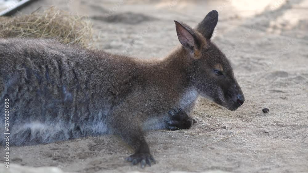 Kangaroo in the Zoo – Wildlife and Animal Observation Concept Kangaroo in the Zoo – Wildlife and Animal Observation Concept