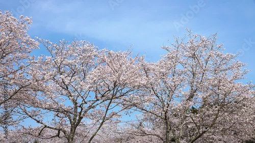 桜07