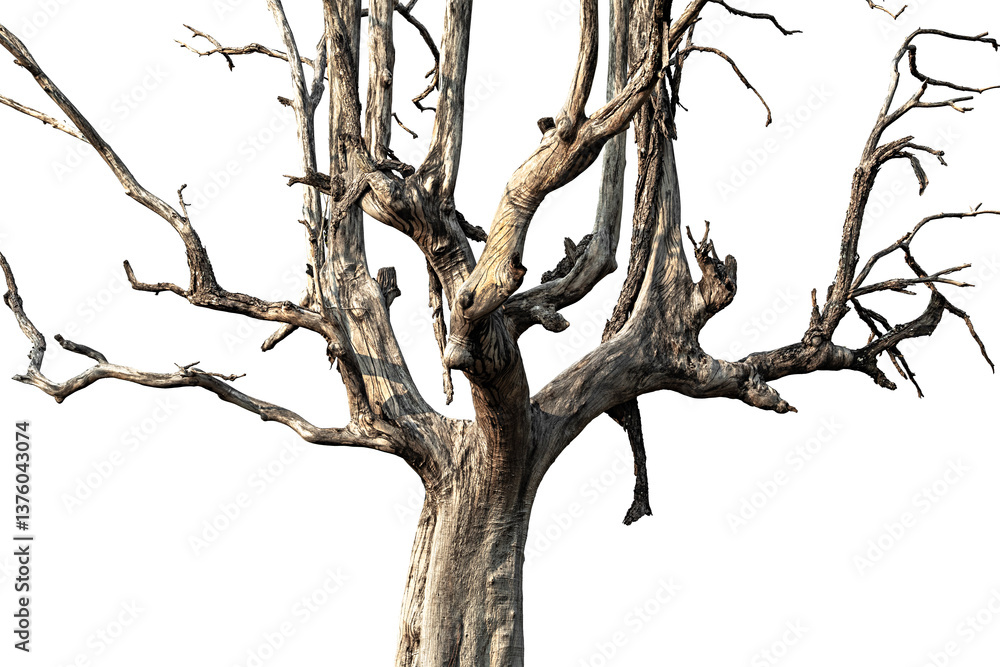 Dead tree and dry branches with clipping path isolated on white background. Beautiful dry wooden from the forest on white. Dead tree and dry branches with clipping path isolated on white background. Beautiful dry wooden from the forest on white.