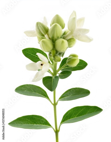 Ashwagandha flower featuring white petals, green leaves blooming against pale background, highlighting botanical wellness details