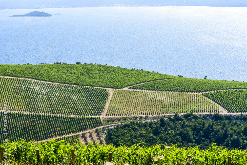 Weinbaugebiet, Slivno, Dalmatien, Kroatien