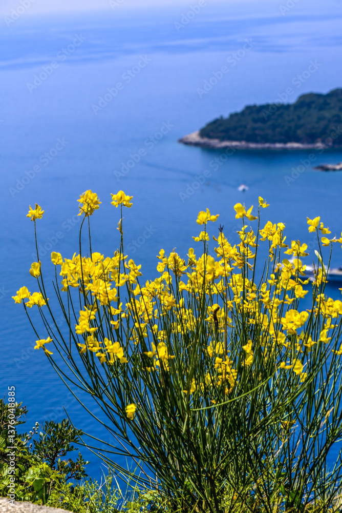Ginster, Dubrovnik, Dalmatien, Kroatien