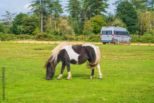 New Forest pony dark brown and white New Forest National Park Hampshire England Uk