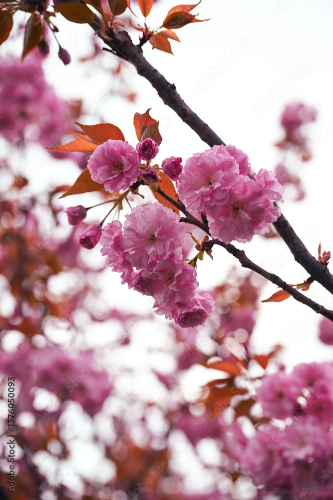 Fototapeta premium Prunus serrulata Kanzan with pink flowers, Japanese cherry blossoms