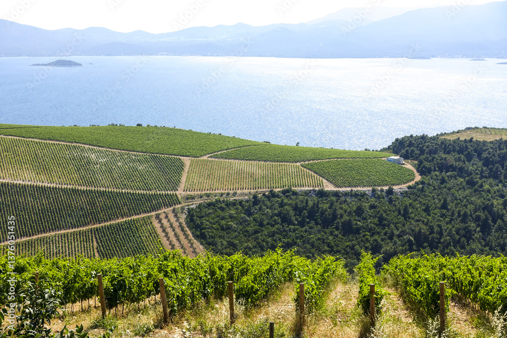 Weinbaugebiet, Slivno, Dalmatien, Kroatien