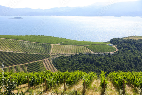 Obraz na płótnie Weinbaugebiet, Slivno, Dalmatien, Kroatien w salonie