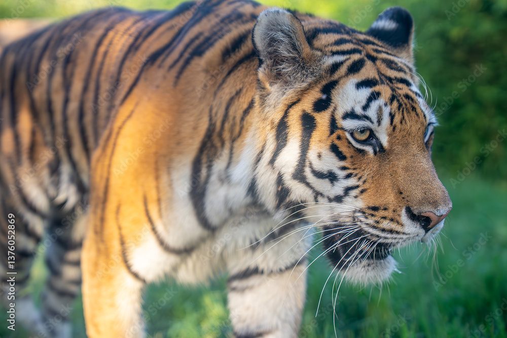 Obraz premium Siberian Tiger