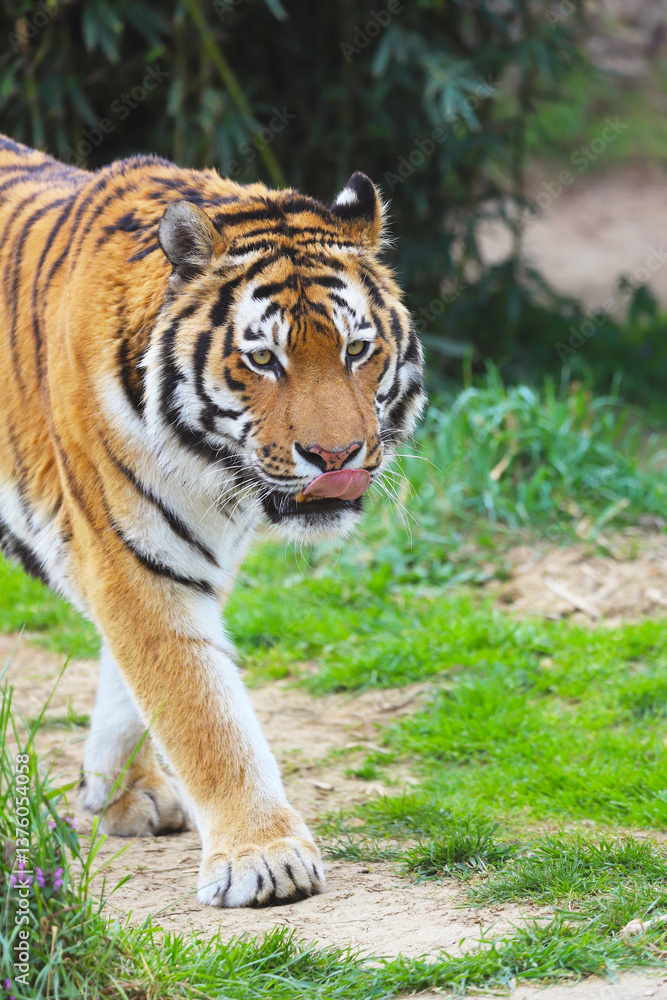 Naklejka premium Siberian Tiger