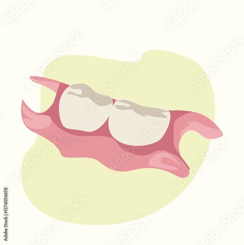 Tooth with gum,Human lower teeth and gums, 