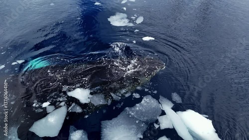 Whale tail wild animals at cold water ocean. Iceberg expedition snow Antarctica, Arctic, Norway wildlife of marine mammals. Ice nature winter north ocean. Tourism travel adventure concept. Aerial view