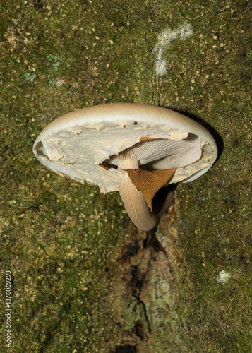 Poplar fieldcap (Cyclocybe cylindracea) mushroom in Sao Francisco de Paula, South of Brazil