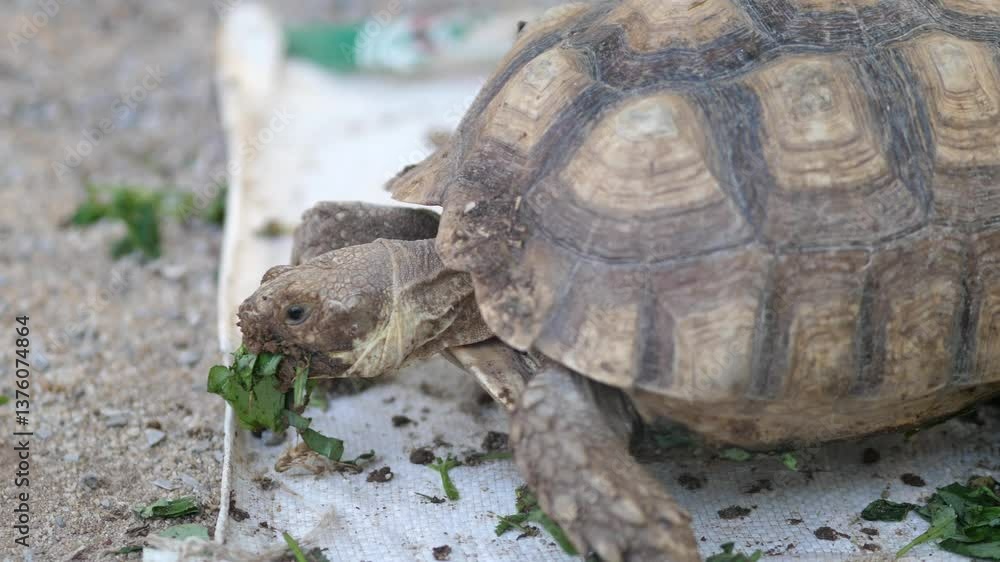 Tortoise Eating Vegetables at the Zoo – Wildlife Behavior and Animal Feeding Concept Tortoise Eating Vegetables at the Zoo – Wildlife Behavior and Animal Feeding Concept