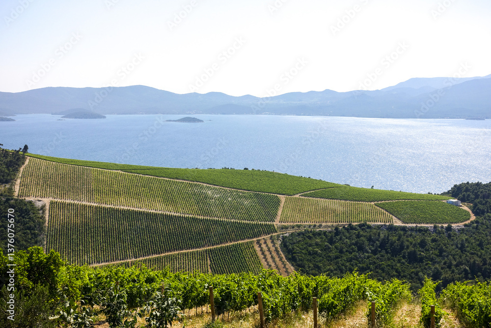 Weinbaugebiet, Slivno, Dalmatien, Kroatien