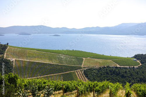 Obraz na płótnie Weinbaugebiet, Slivno, Dalmatien, Kroatien w salonie