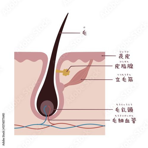 名称付き毛根の断面図