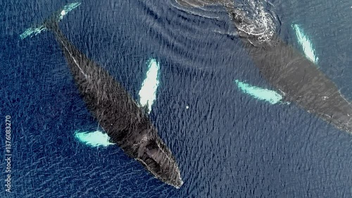 Whale tail wild animals at cold water ocean. Iceberg expedition snow Antarctica, Arctic, Norway wildlife of marine mammals. Ice nature winter north ocean. Tourism travel adventure concept. Aerial view
