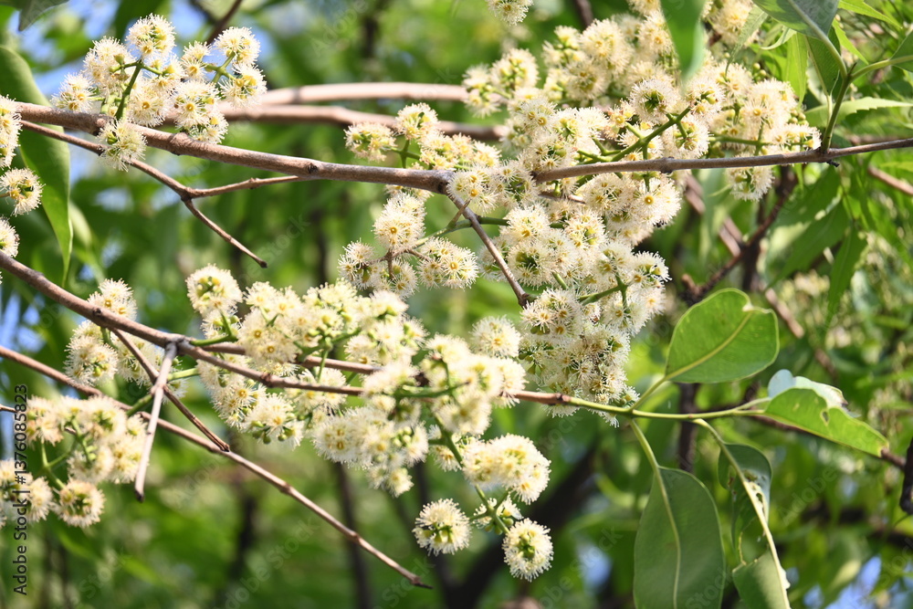 Syzygium cumini flowers on the tree. Its common names Malabar plum, Java plum, black plum, jamun, jamun, jamun and jambolan. It is an evergreen tropical tree in the flowering plant family Myrtaceae. Syzygium cumini flowers on the tree. Its common names Malabar plum, Java plum, black plum, jamun, jamun, jamun and jambolan. It is an evergreen tropical tree in the flowering plant family Myrtaceae.