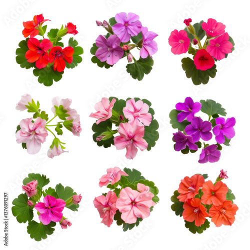 Vibrant Collection of Colorful Geranium Flowers in Various Shades Capturing Natural Beauty and Freshness for Garden and Floral Use
