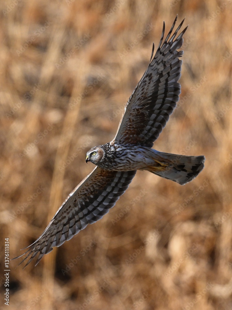 Obraz premium common buzzard buteo