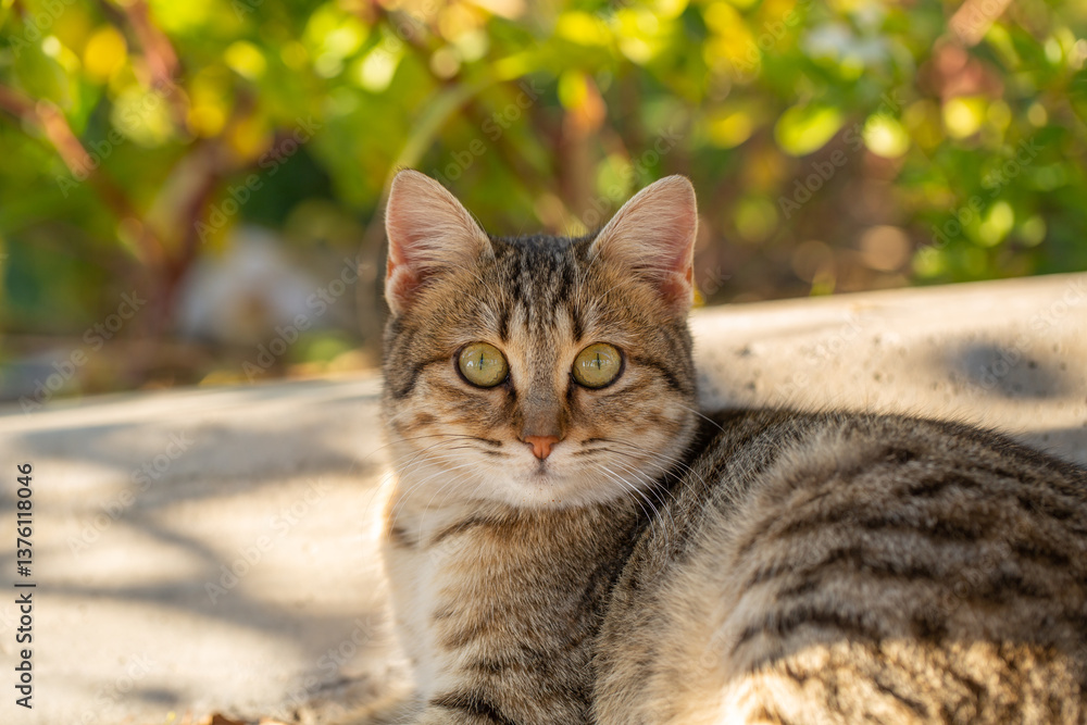 A tabby cat with striking green eyes lounges on a concrete ledge, basking in the sunlight, surrounded by lush greenery and vibrant foliage. A tabby cat with striking green eyes lounges on a concrete ledge, basking in the sunlight, surrounded by lush greenery and vibrant foliage.