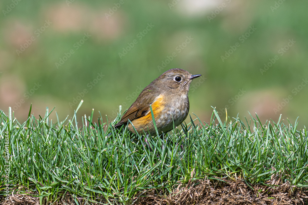 robin on the grass robin on the grass