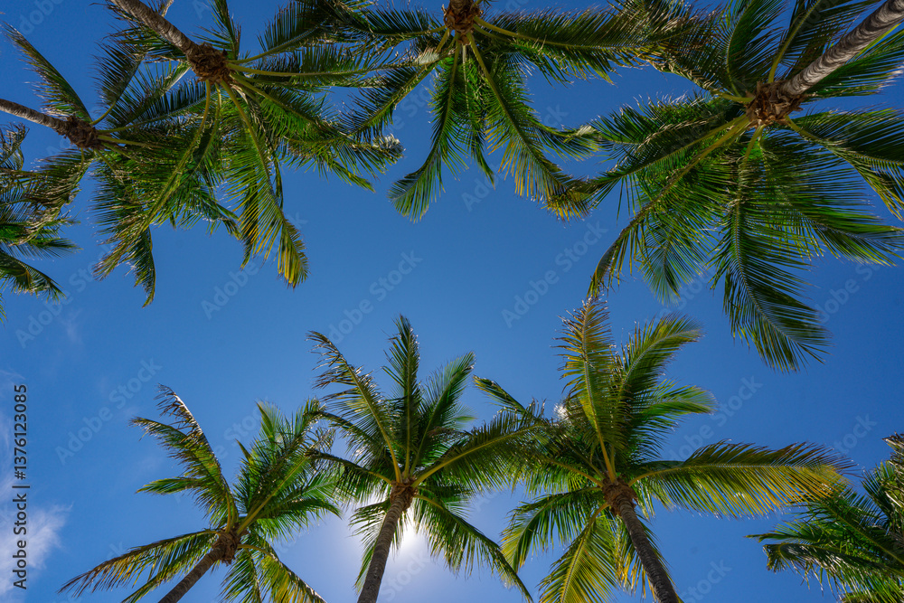 Tropical background. Green tropical palm texture. Palms leaf pattern. Nature tropical background. Summer background. Palm tree on blue sky. Tropical paradise. Exotic palm nature background. Tropical background. Green tropical palm texture. Palms leaf pattern. Nature tropical background. Summer background. Palm tree on blue sky. Tropical paradise. Exotic palm nature background.