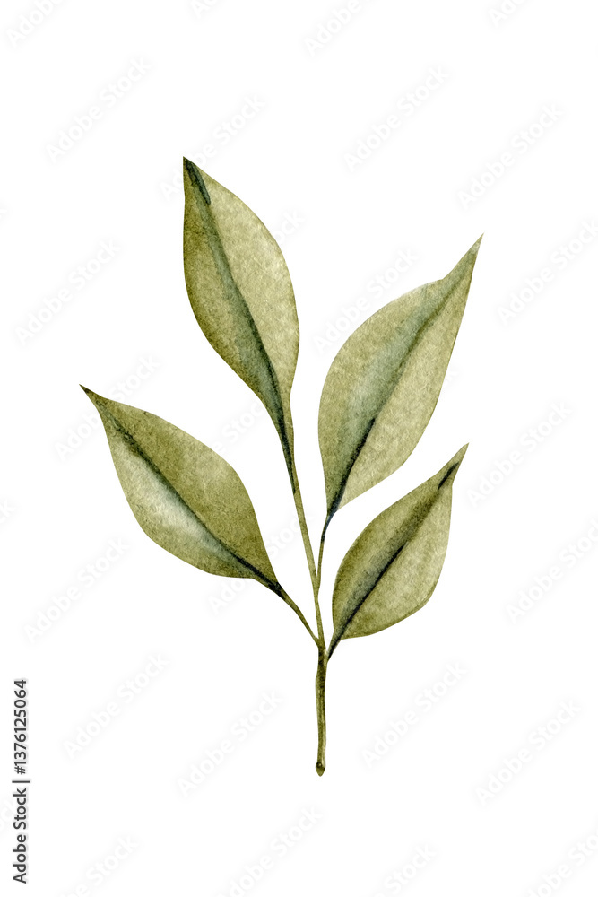 Fototapeta premium Watercolor botanical illustration of green leafy branch, hand painted isolated foliage clipart for nature design project