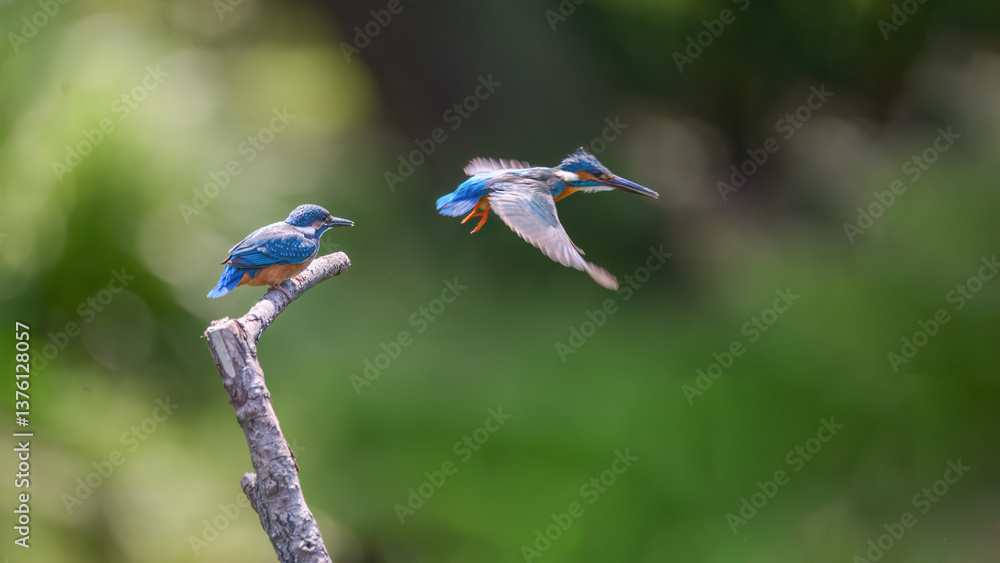 Obraz premium blue dragonfly on a green background