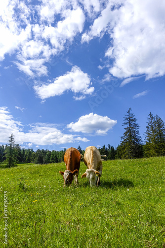 Obraz na płótnie Kühe auf der Alm, Maumau-Wiese, Losenheim, Schneeberg-Region, N w salonie