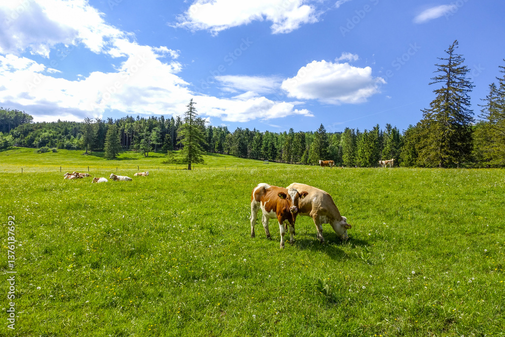Kühe auf der Alm, Maumau-Wiese, Losenheim, Schneeberg-Region, N