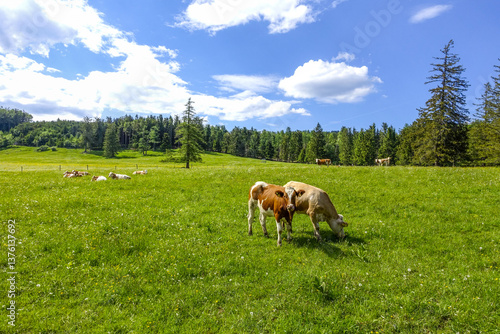Kühe auf der Alm, Maumau-Wiese, Losenheim, Schneeberg-Region, N