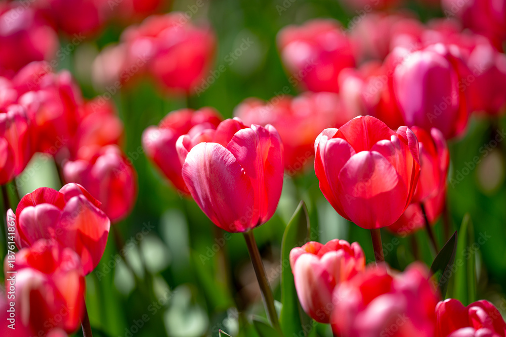 Red Tulip flower in tulip field at spring day. Colorful vivid pink tulips in the park. Spring landscape. Red tulip garden in spring. The Tulip. Beautiful bouquet of tulips in spring nature. Close up