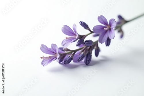 Single sprig of fragrant lavender flowers isolated on white background, botany, botanical, herbage