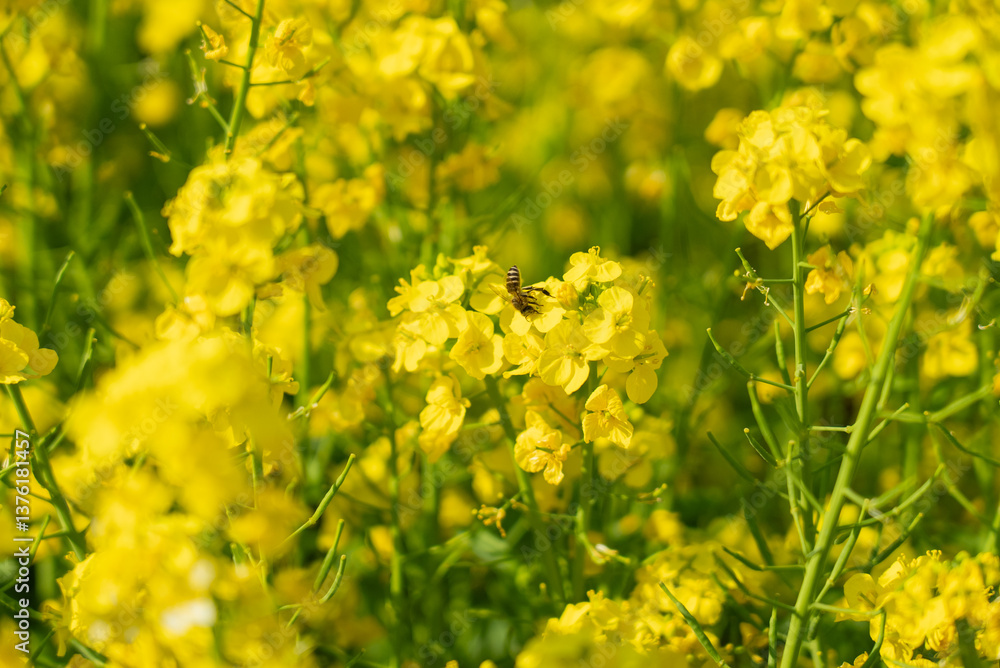 菜の花とミツバチ06 菜の花とミツバチ06