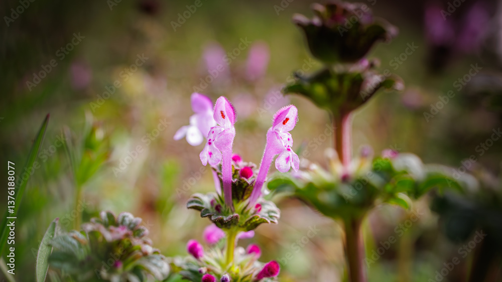 When winter passes and spring comes, tiny sprouts begin to grow and blooming tiny flowers from the dry ground. (Lamium amplexicaule) When winter passes and spring comes, tiny sprouts begin to grow and blooming tiny flowers from the dry ground. (Lamium amplexicaule)