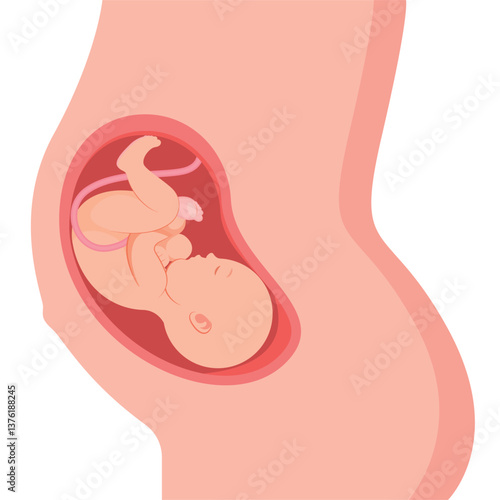 Baby in the womb, anatomy of a pregnant woman, medical vector illustration