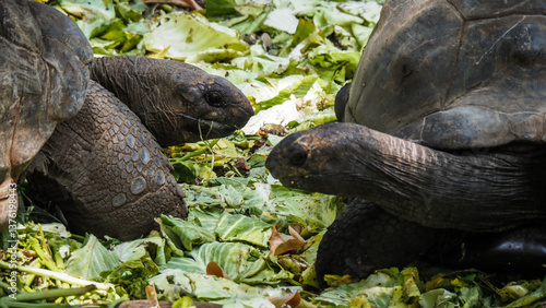 Giant turtles on Prison Island near Zanzibar