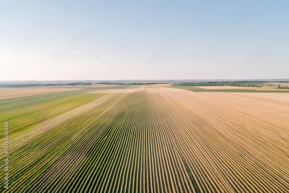 Fototapeta premium Endless fields stretch under clear sky, showcasing vibrant green