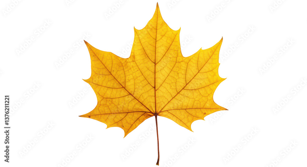 Isolated Maple Leaf Isolated Maple Leaf