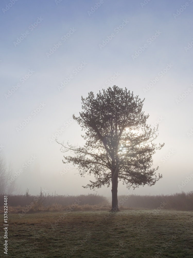 Obraz premium Early morning backlit pine tree.