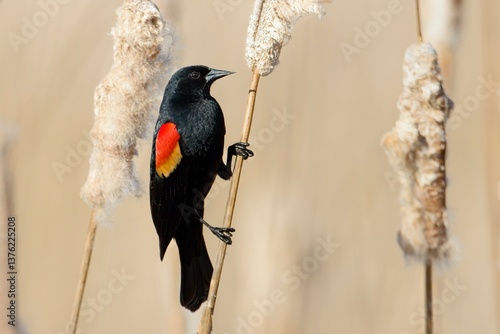  Red winged blackbird perched on reed.
