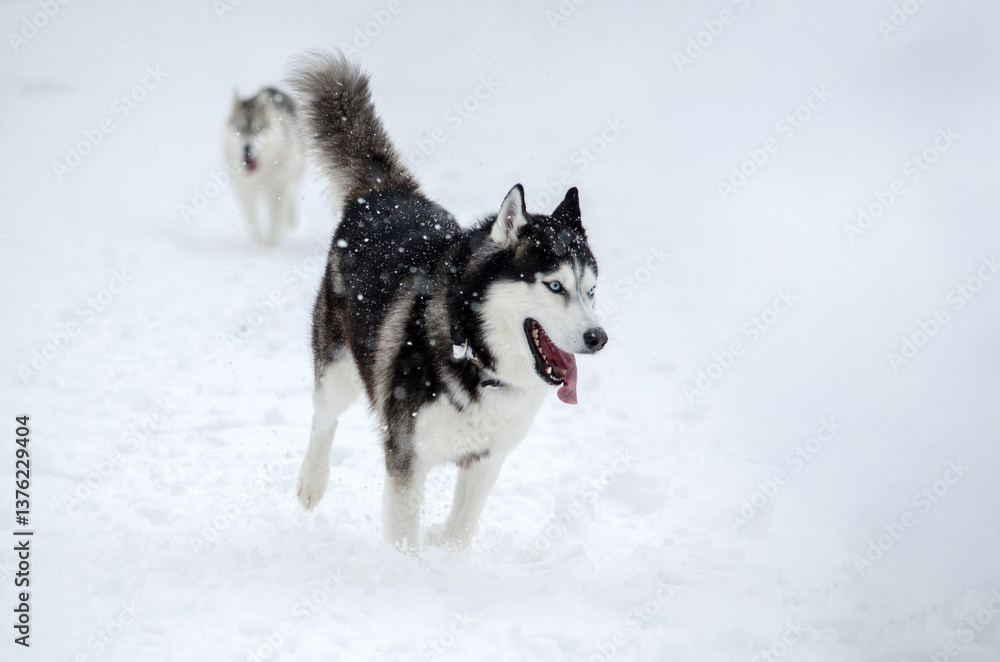 Husky in snowy landscape with falling snowflakes Husky in snowy landscape with falling snowflakes