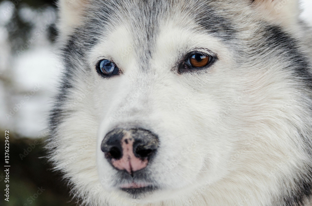Naklejka premium Husky with heterochromia in snowy forest setting