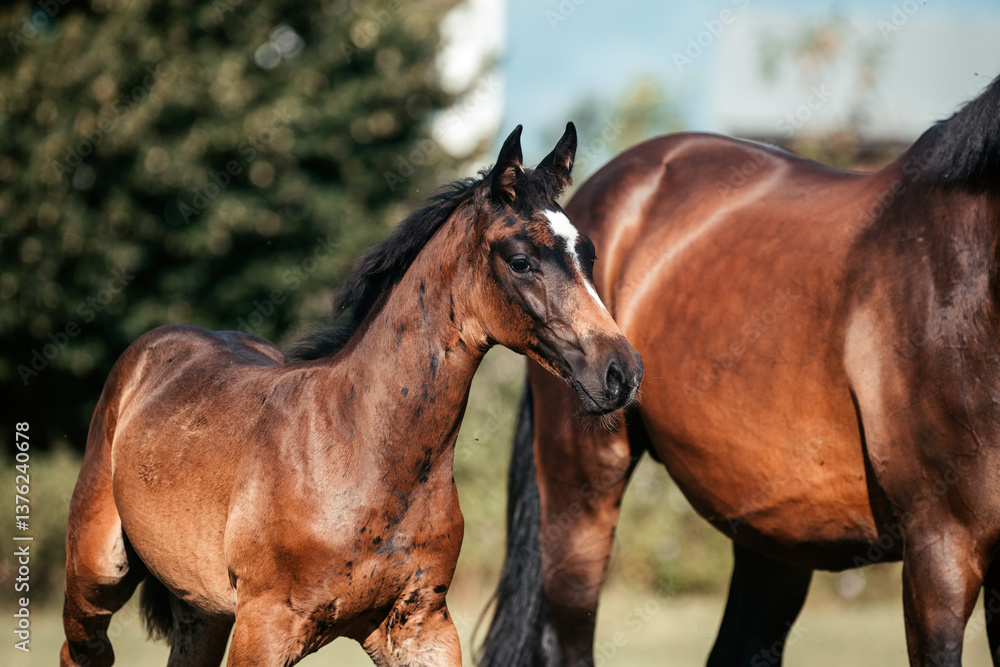 Fototapeta premium Fohlen