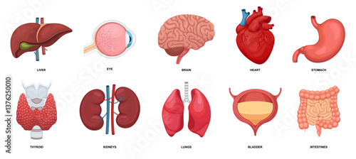 Human internal organs set. Collection with heart, eye, brain, liver,  lungs, stomach, kidneys, intestines, bladder and thyroid. For medicine, biology, education. Vector illustration.