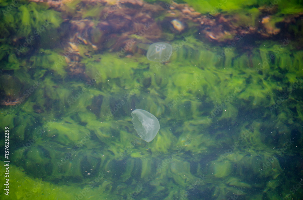 Fototapeta premium Jellyfish in vibrant green water