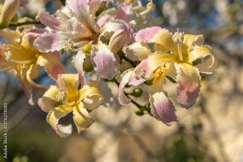Obraz premium Exotic Ceiba speciosa silk floss tree flowers closeup