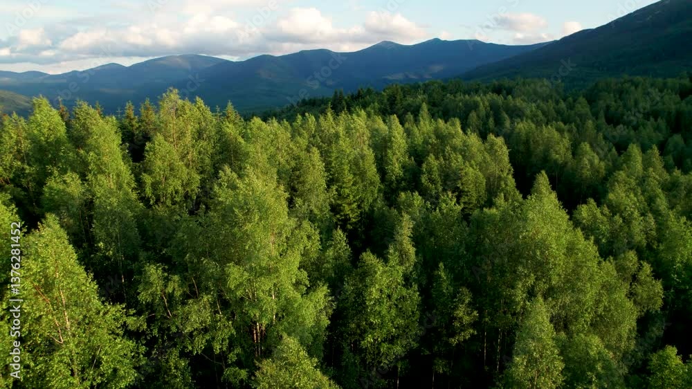 Aerial view of lush, green forest covering rolling hills in morning. Dense foliage stretches towards horizon, with varying shades of green creating vibrant, natural tapestry. Aerial view of lush, green forest covering rolling hills in morning. Dense foliage stretches towards horizon, with varying shades of green creating vibrant, natural tapestry.
